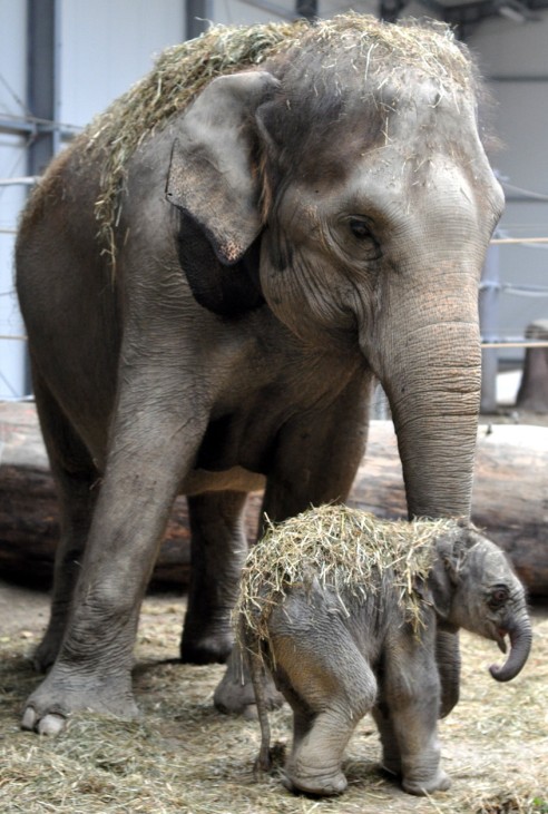Nachwuchs im Münchner Zoo: Elefantenbaby als Frühgeburt