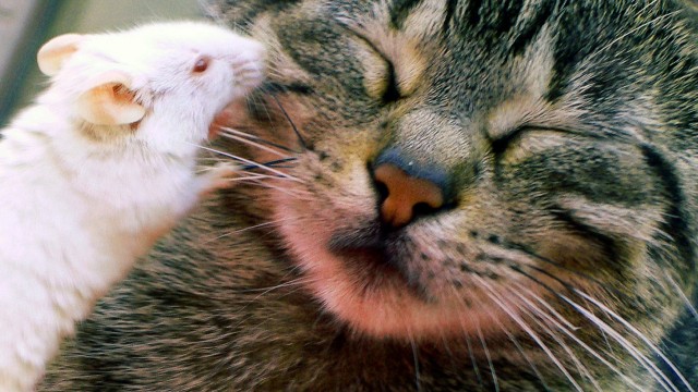Katze lässt sich von Mäusen auf dem Kopf herumtanzen