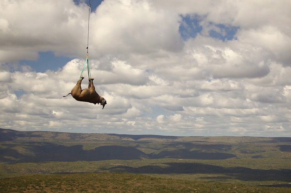 Black Rhino relocation by helicopter in South Africa