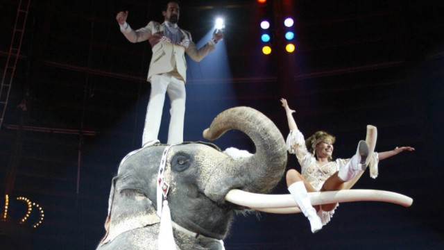 Zirkuselefant bei Circus Krone in München