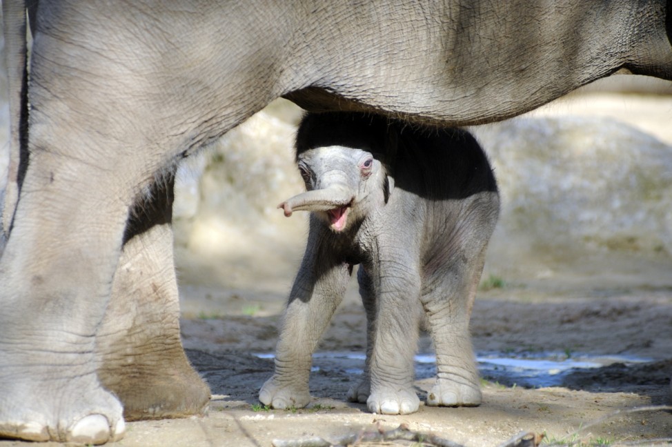 Elefantenbaby, Tierpark Hellabrunn, München