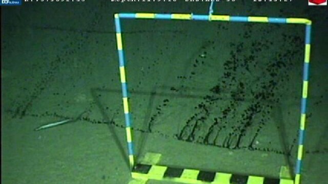Meer vor Brasilien verschmutzt: Diese Aufnahme vom 11. November zeigt, wie Öl aus dem Meeresboden austritt. Der US-Konzern Chevron, Betreiber des Bohrlochs, will das Loch mittlerweile geschlossen haben.