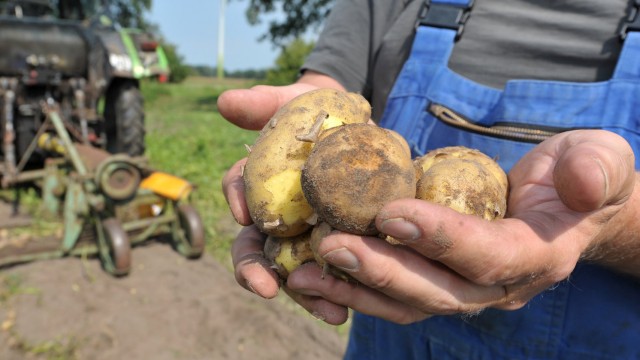 Saisonstart für Bio-Kartoffel