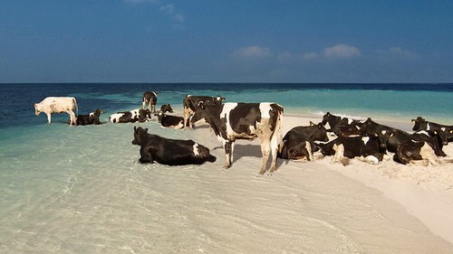 Internetseite für rätselhafte Urlaubsfotos: Wo baden diese Kühe? Die User von where-is-this.com rätseln noch.