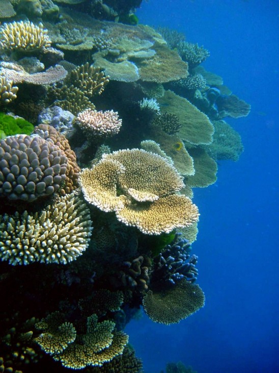 Great Barrier Reef vor Australien