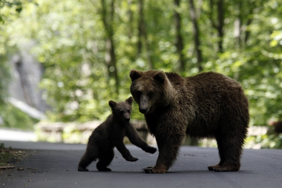 A brown bear and her cub play on the road on the outskirts of Sinaia