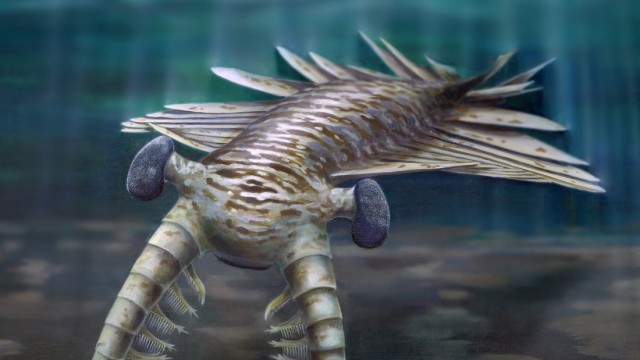 Evolution: Anomalocaris ist eine Urzeitgarnele, die vor 500 Million Jahren lebte.