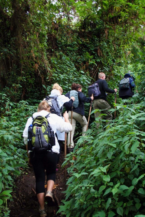 Exklusives Treffen - Zu Besuch bei Ruandas Berggorillas