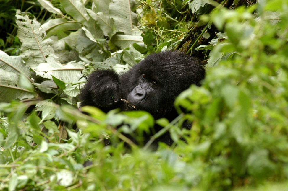 afrika ruanda virunga berggorilla