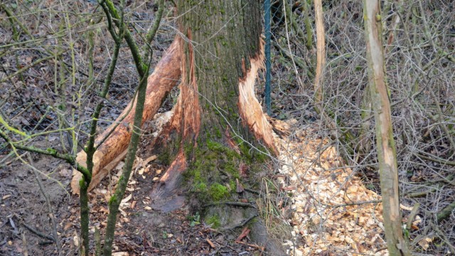 Landkreis Dachau: In Pasenbach bei Vierkirchen hat der Biber gemäß seiner Natur ein paar Baum gefällt und angenagt.