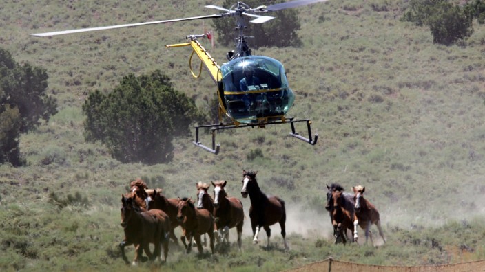 Die wild lebenden Pferdeherden werden mit Hubschraubern gehetzt und in Gatter getrieben