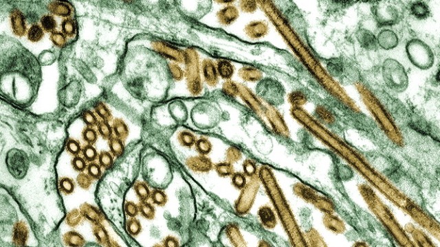 US-Regierung besorgt wegen Veröffentlichung ueber Vogelgrippe-Virus
