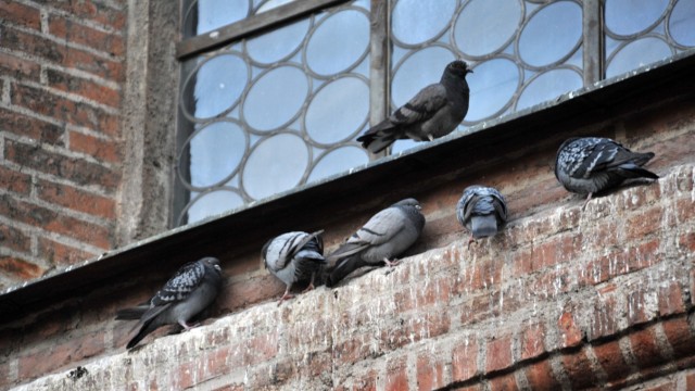 Vogel-Plage in der Landeshauptstadt: Tauben gehören zum vertrauten Stadtbild, doch viele halten die Vögel für eine Plage. Eine Lösung wären Taubenhäuser auf Dächern, doch nach Ansicht des Umwelteferats gibt es dafür zu wenige geeignete Standorte.