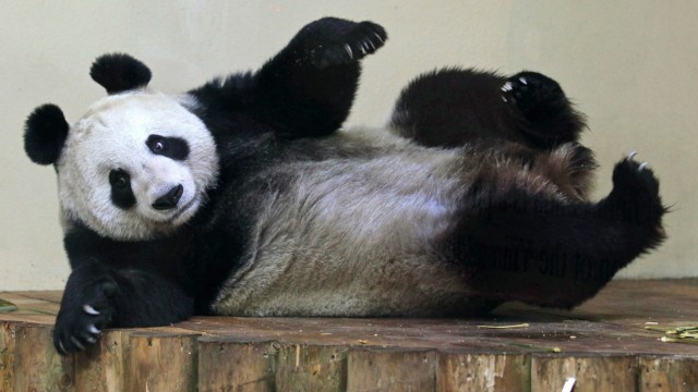 Panda als weibliches Gesicht 2011: Die Pandabärendame Tian Tian wurde von der BBC zum Gesicht des Dezembers 2011 erkoren - und hat damit eine Gender-Debatte ausgelöst.