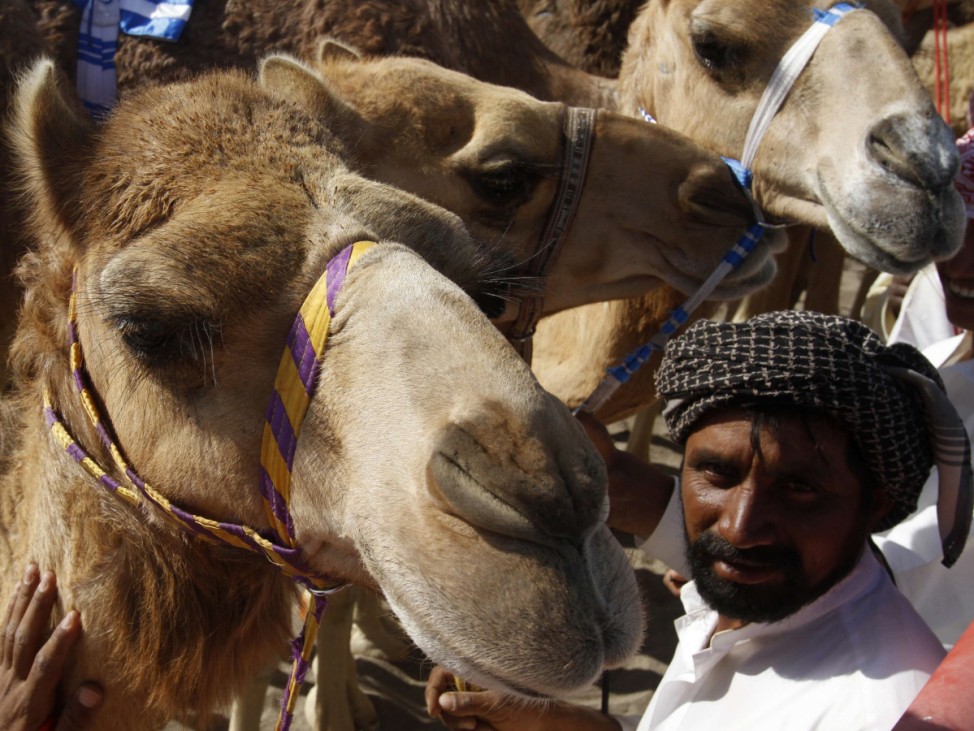 An Omani trainer stands next to his camel as he prepare for the annual camel race in the Flaija race court in the south of Muscat
