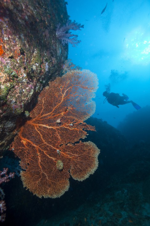 Der Glanz, der blieb:Die Unterwasserschluchten der Similan Inseln