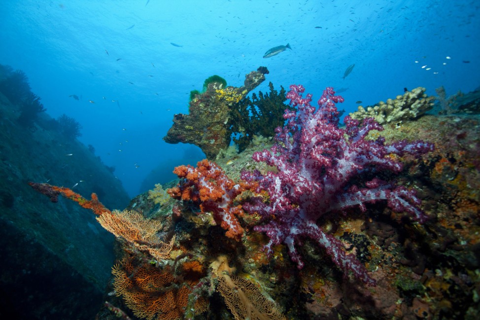 Der Glanz, der blieb:Die Unterwasserschluchten der Similan Inseln