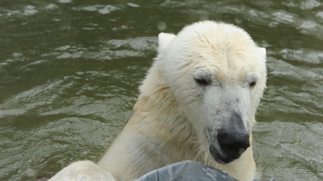 Tierpark Hellabrunn: Eisbärin Giovana ist wohl doch nicht trächtig, sie badet wieder.