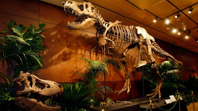 Tyrannosaurus Rex Skeleton To Be Auctioned Off In Las Vegas