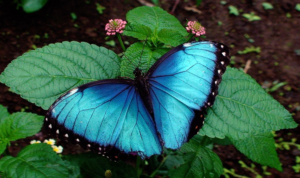 Costa Rica Schmetterling