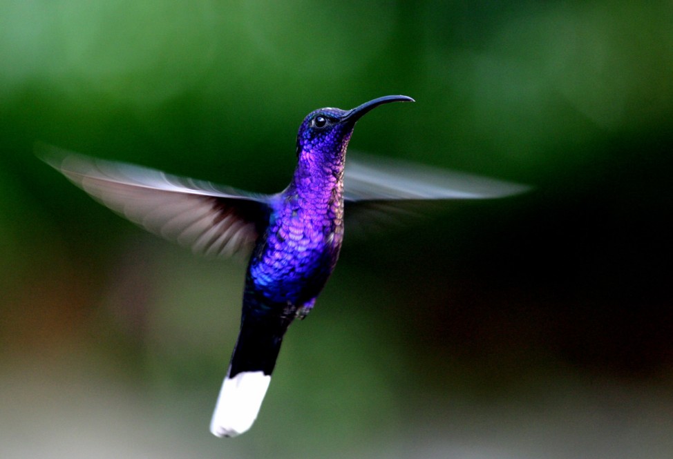 Costa Rica Violetter Sabrewing Kolibri