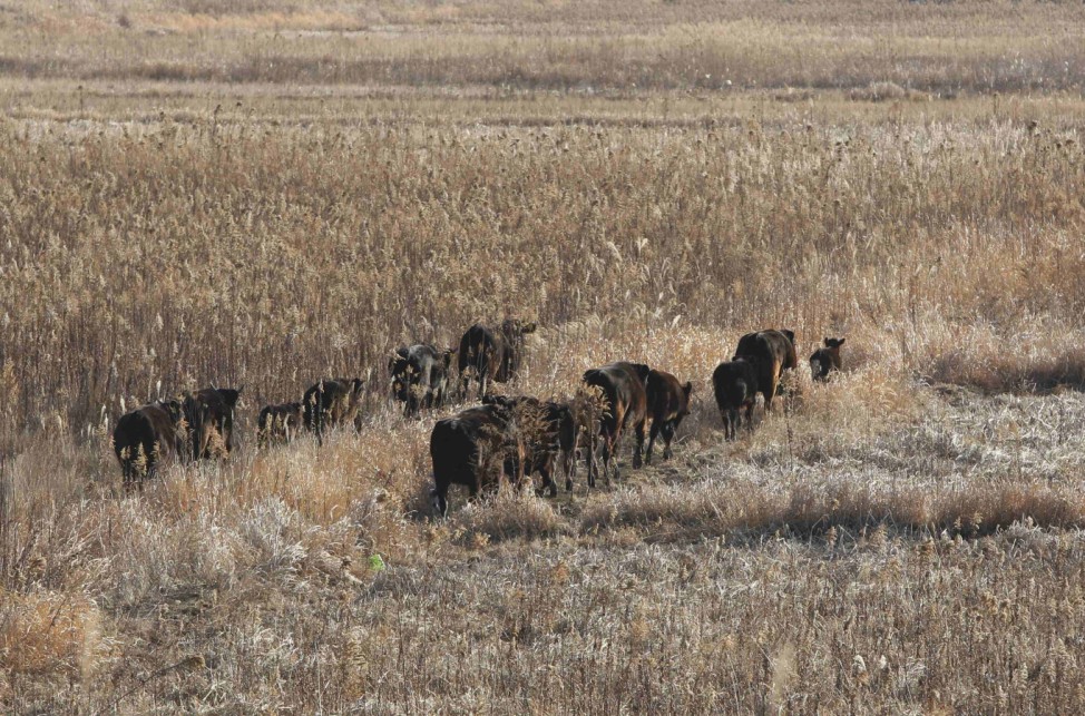 A herd of cows which escaped from a livestock farm walk in a field in Okuma town inside the Fukushima exclusion zone
