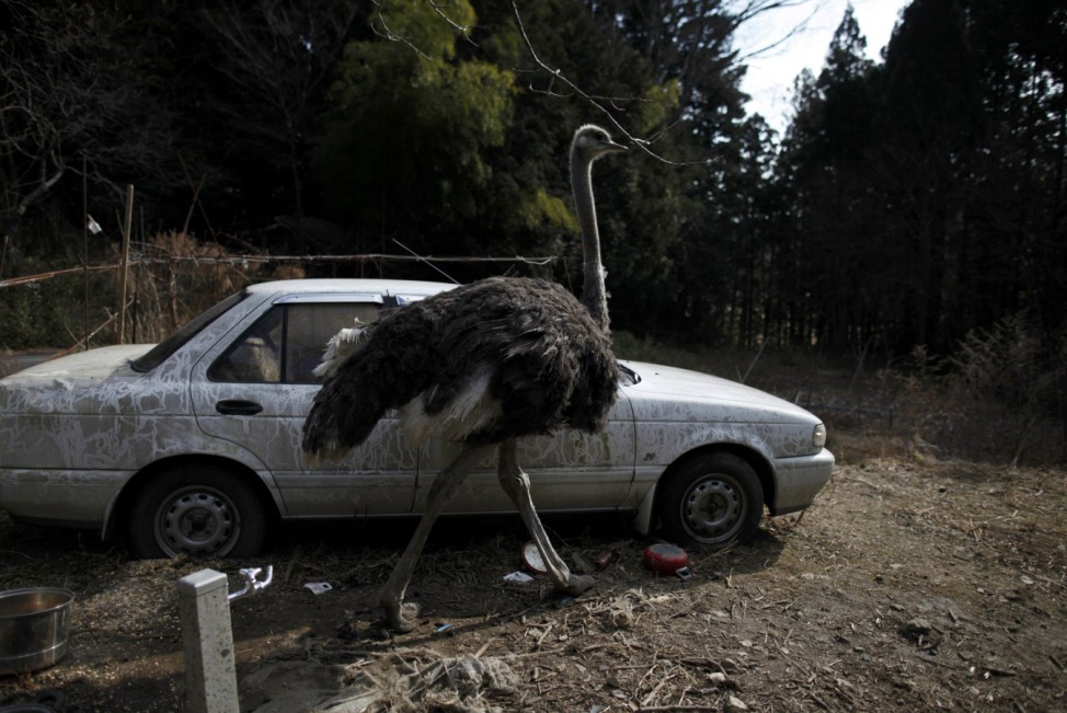 An ostrich which had escaped from a farm is seen in Tomioka town inside the Fukushima exclusion zone