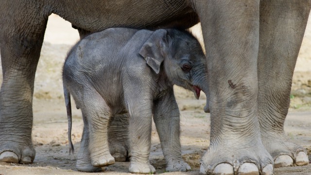 Elefantenbaby Lola kurz vor OP an Lungenembolie gestorben
