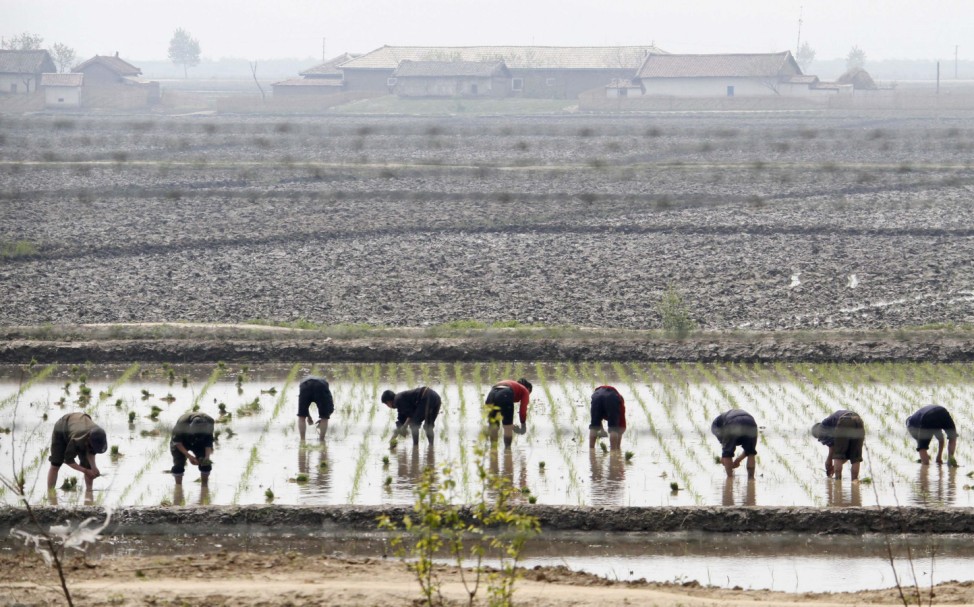 North Koreans work on a paddy farm on an island located in the middle of the Yalu River, near the North Korean town of Sinuiju