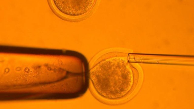 Die Technik des Klonens, Übertragung eines Zellkerns in eine entkernte Eizelle