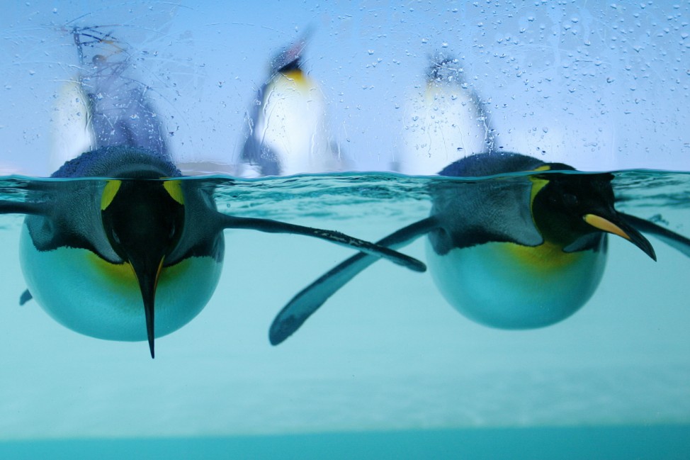 Pinguine unter Wasser, 2005