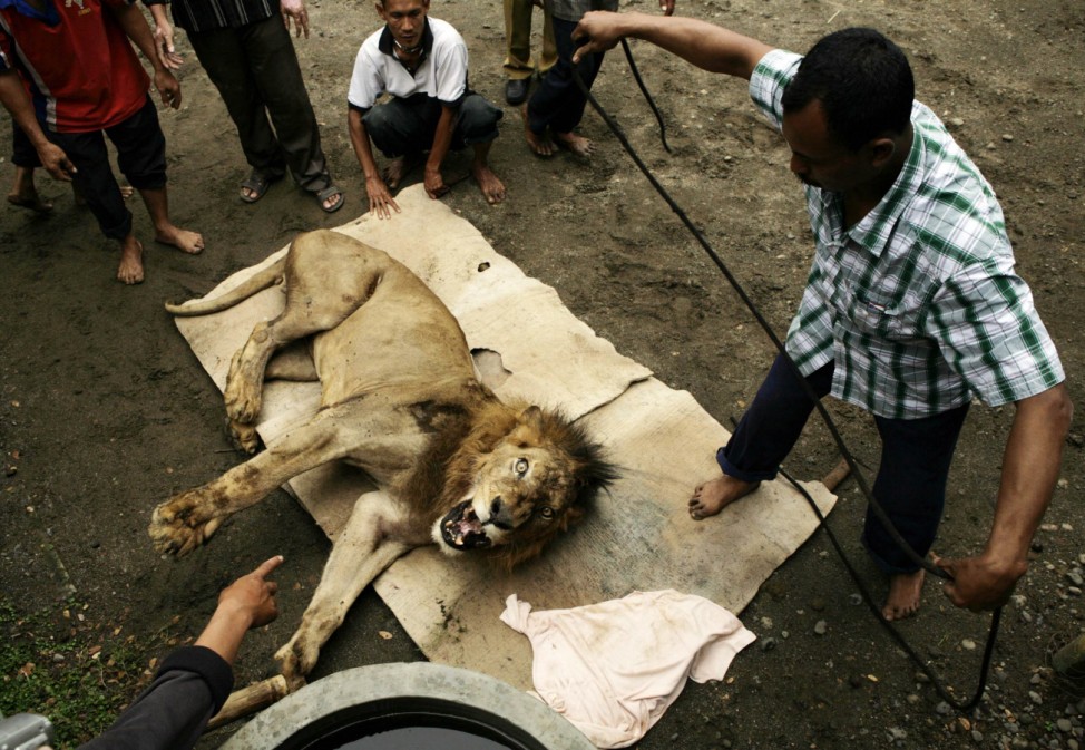 A zoo official prepares to tie the mouth of Oni, an African lion, after it was successfully anesthetized at Taman Satwa Jurug in Solo