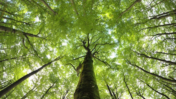 Buchenwälder sind Unesco-Weltnaturerbe