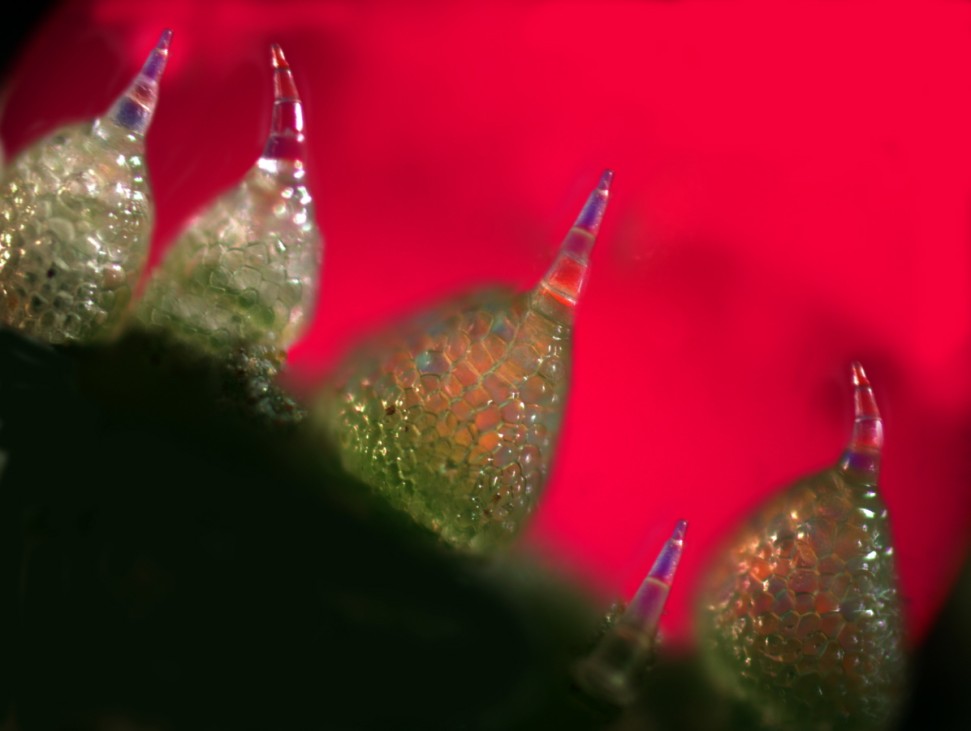 Microscopic image of trichomes on the skin of an immature cucumber