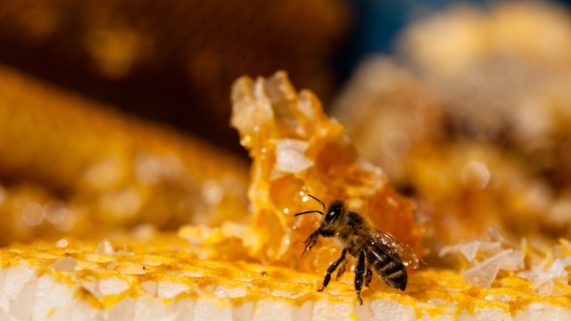 Starnberg: Die Biene ist auch ein wichtiger Indikator in der Natur. Foto: Hinz-Rosin