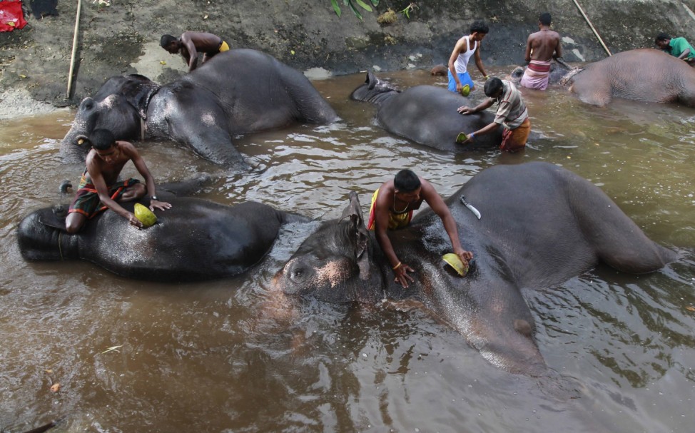 Mahouts wash their elephants in a pool ahead of Nawam poya Perahera at Viharamahadevi Park, in Colombo