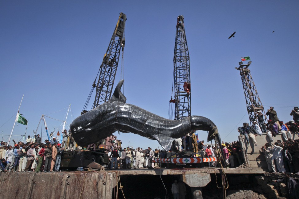 Residents gather as a whale shark is pulled from the water by cranes after it was found dead at Karachi's fish harbor