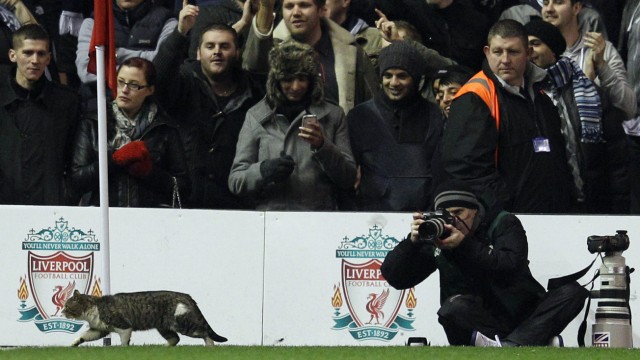 A cat walks on the pitch during the English Premier League soccer match between Liverpool and Tottenham Hotspur at Anfield in Liverpool
