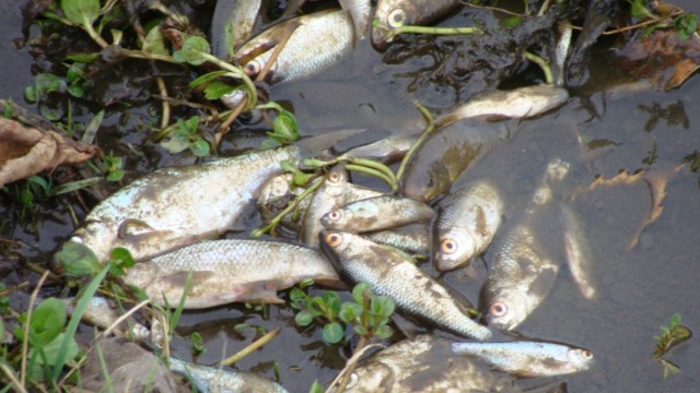 Tote Fische im Lüßbach