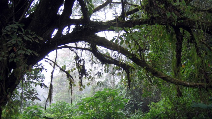 Regenwald in Kamerun