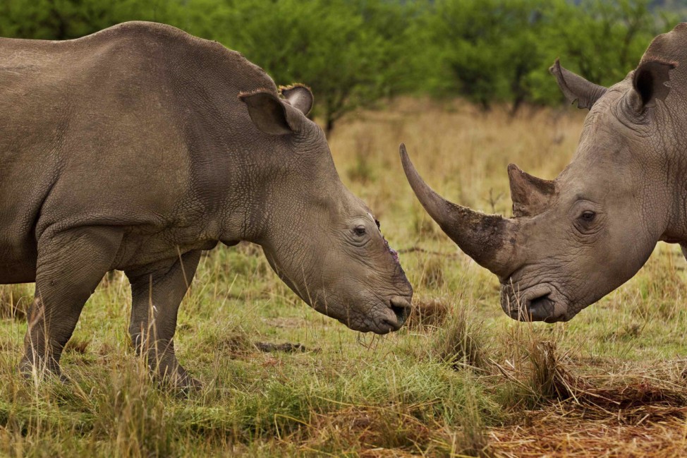 Brent Stirton of South Africa has won first prize Nature Stories for the 'Rhino Wars' series