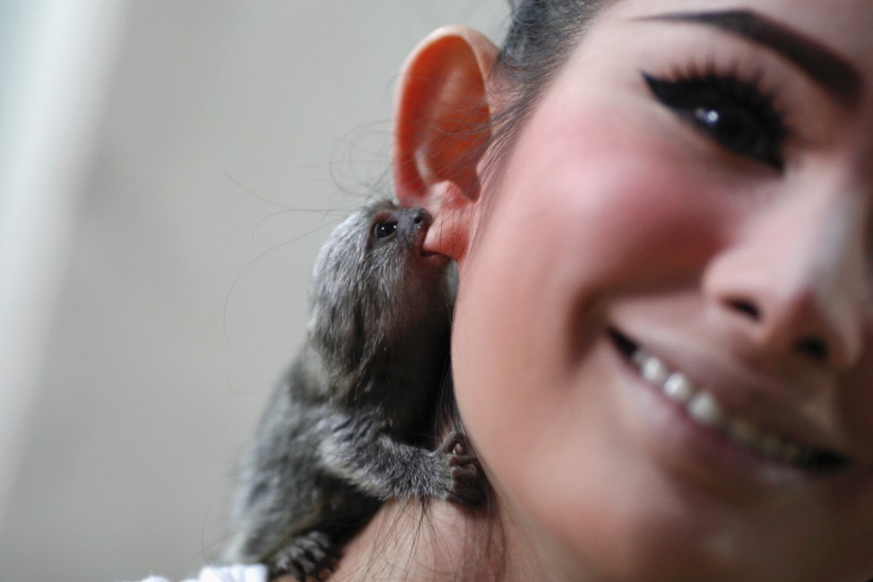 Julian, a two-month old pet monkey, bites the right ear of Kan, a transvestite performer, backstage at the Tiffany's Show in Pattaya