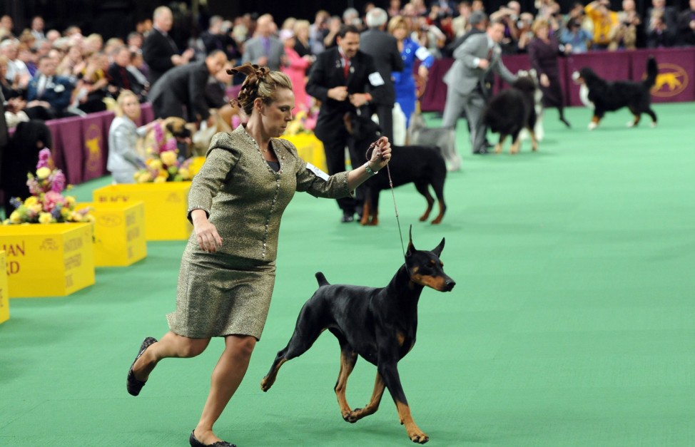 136th Westminster Kennel Club Dog Show