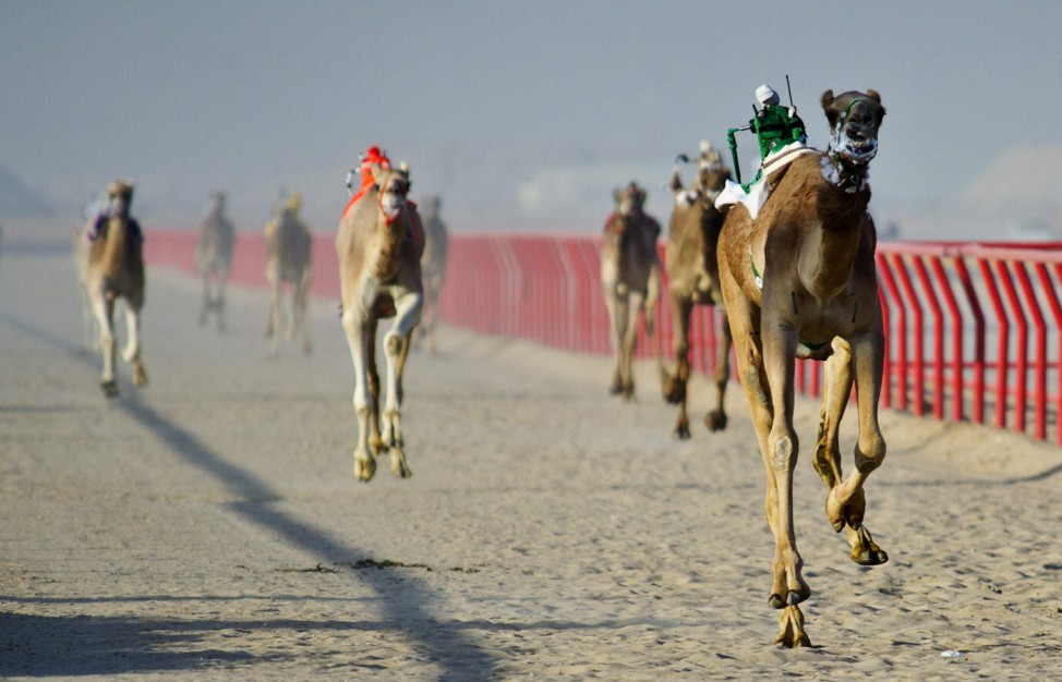 Camels ridden by mechanical robots race to the finish during a six kilometer race at the 12th International Camel Race in Kebd