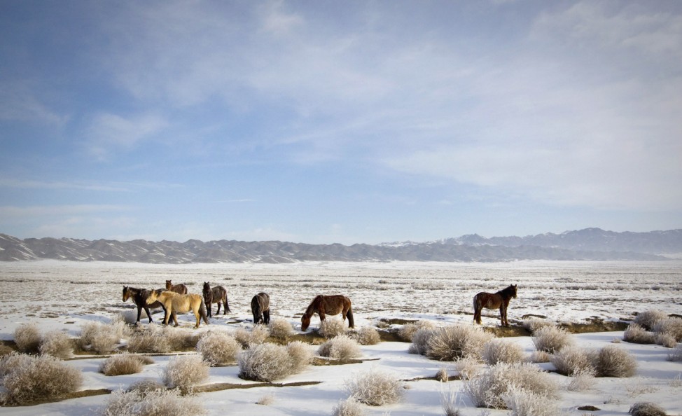 Horses graze in a wintry steppe in southeastern Kazakhstan