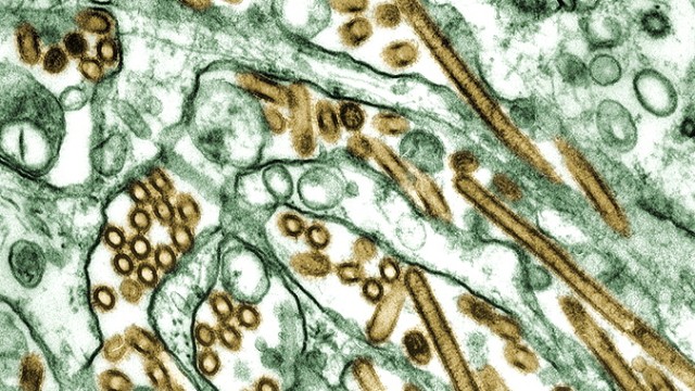 H5N1-Virus