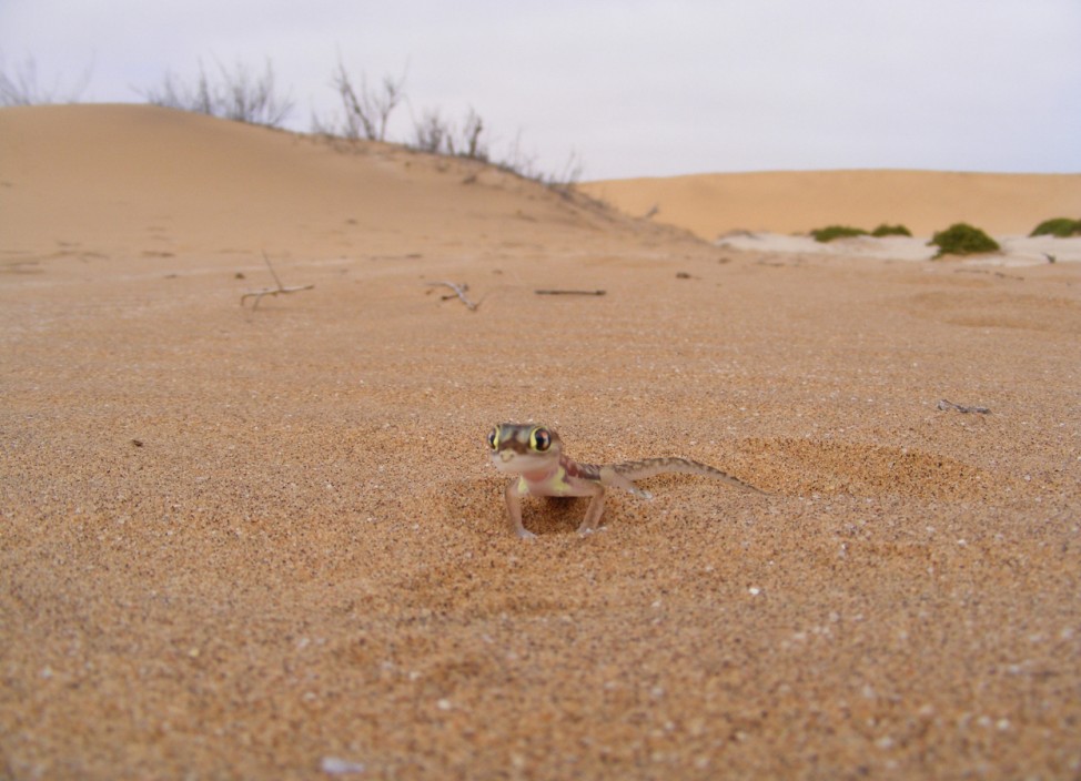 Stürmische Küste, geschütztes Land: Namibias Wüsten sollen leben
