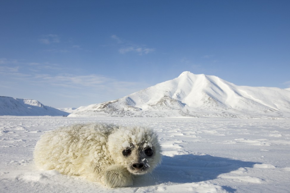 Arktis Antarktis Polarmeer Bildband