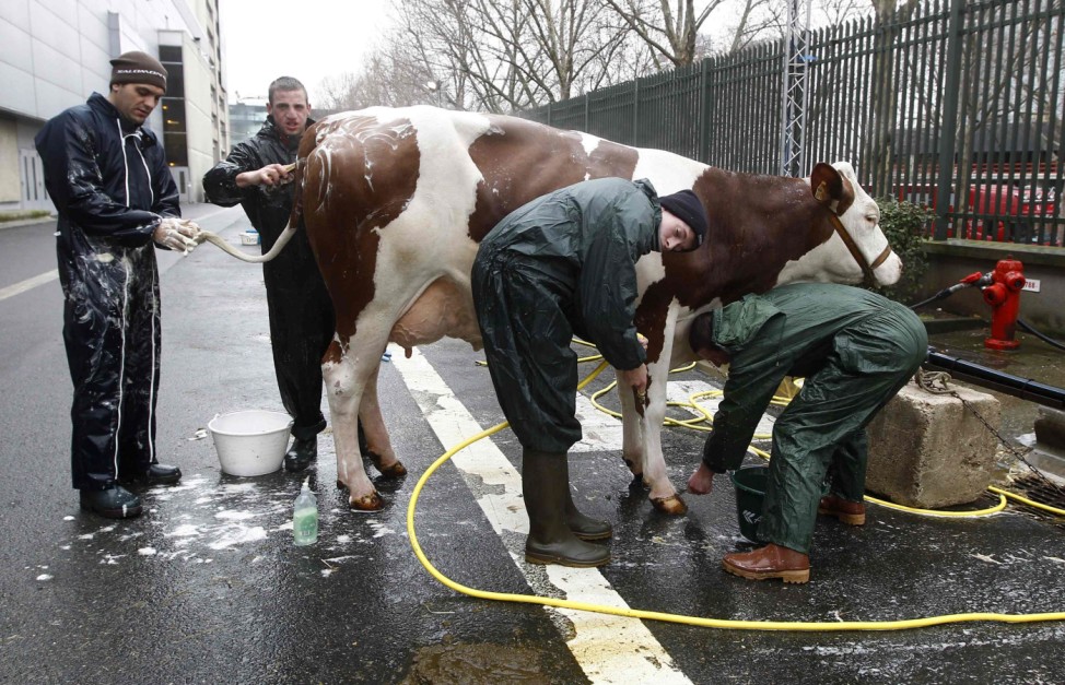 French farmers scrub clean one of their cows on the eve of the public opening of the 49th Paris International Farm Show in Paris