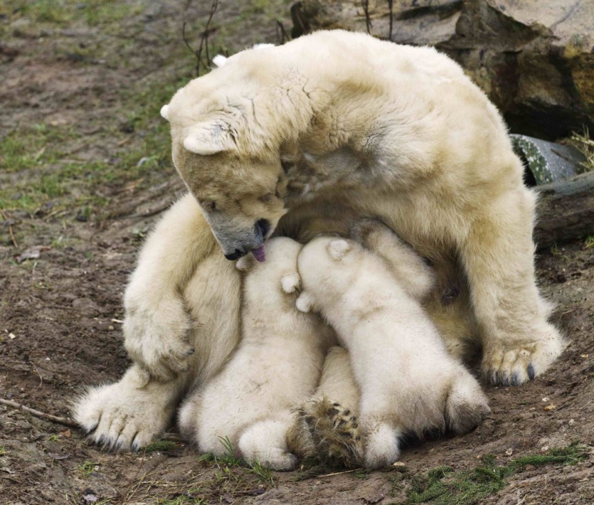 Polar bear Huggies licks her twin cubs while breastfeeding them during their first public appearance at the Ouwehands Zoo in Rhenen